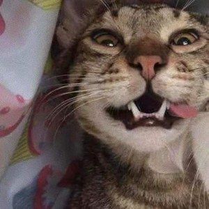 Meet your Posher, Sum-ting